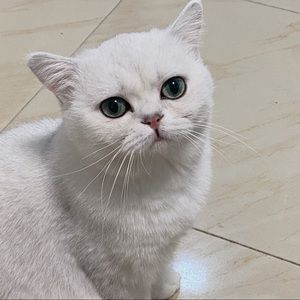 Meet your Posher, Gumi